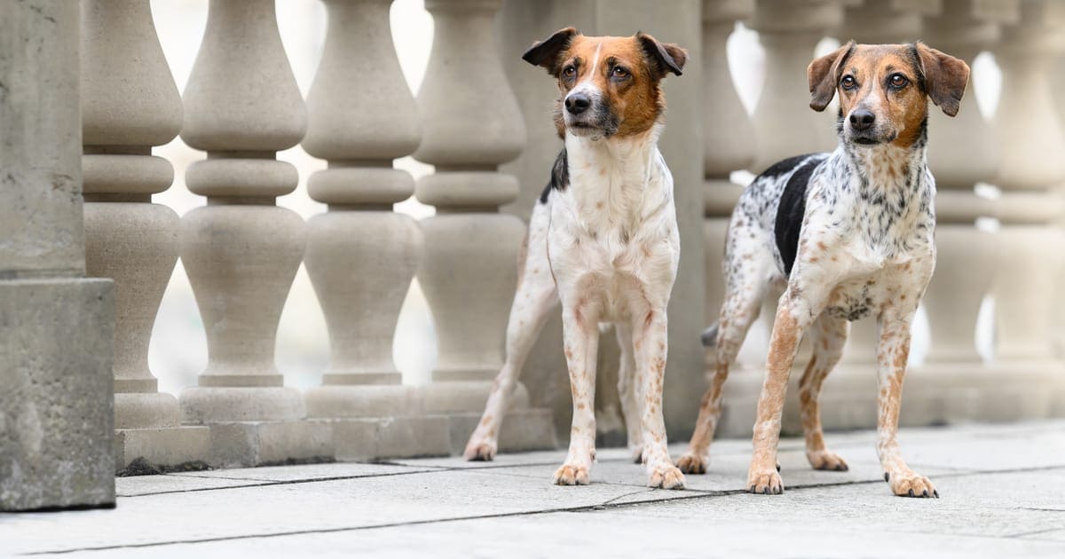 CZECH DOG BREEDS - BOHEMIAN SPOTTED DOG