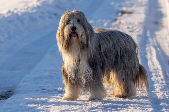 SCOTTISH DOG BREEDS - BEARDED COLLIE