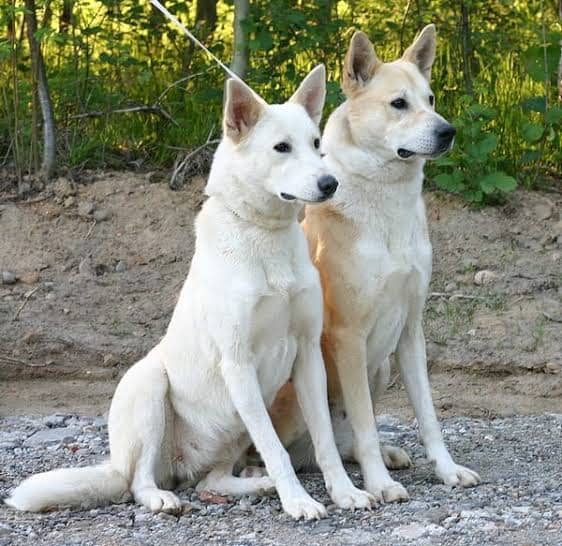 Biggest Dog Breeds - CANAAN DOG