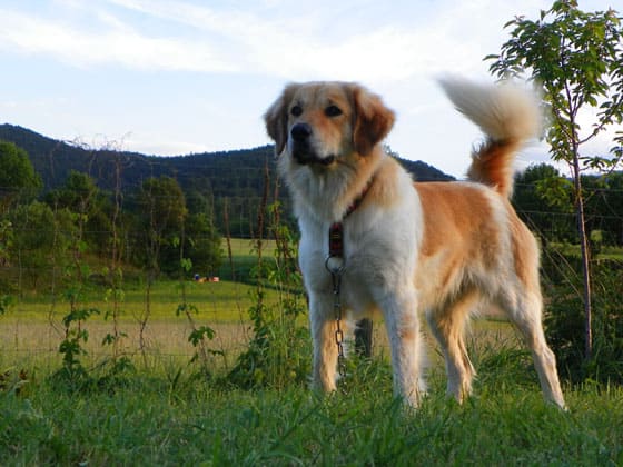 CZECH DOG BREEDS - CZECH MOUNTAIN DOG