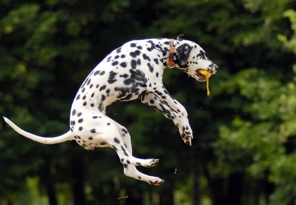 Biggest Dog Breeds - DALMATIAN