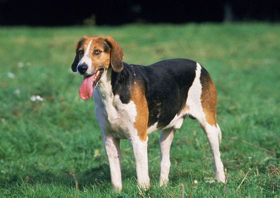 Biggest Dog Breeds - ENGLISH FOXHOUND