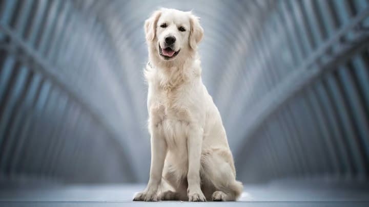 Biggest Dog Breeds - GOLDEN RETRIEVER