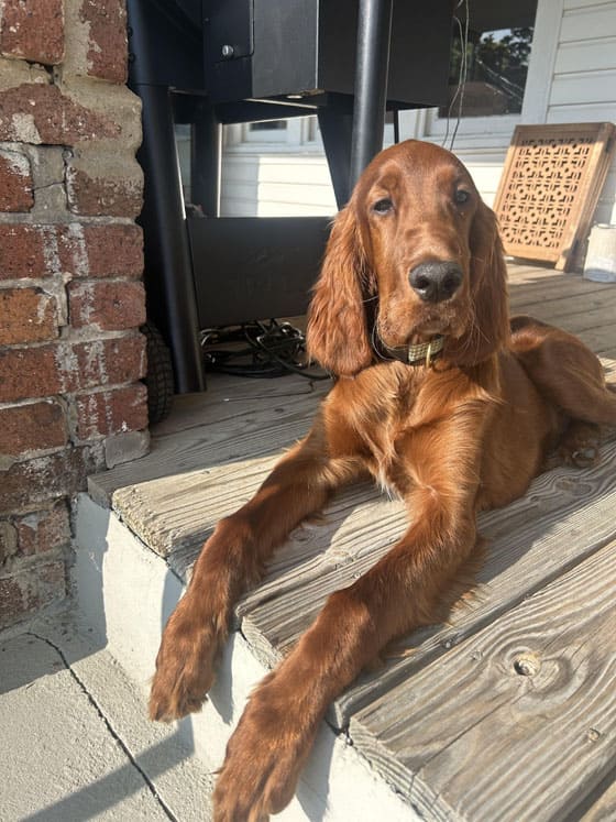 Biggest Dog Breeds - IRISH SETTER