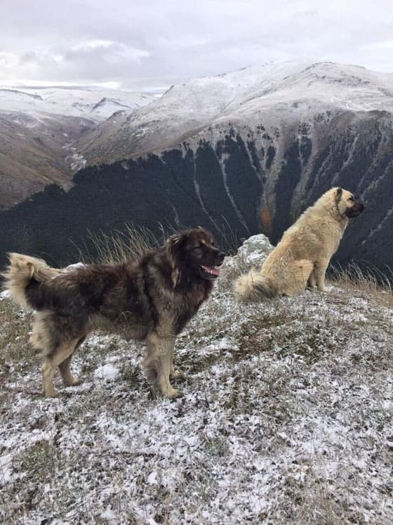 TURKISH DOG BREEDS - KARADENIZ DOG