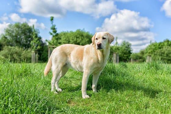 Biggest Dog Breeds - LABRADOR RETRIEVER