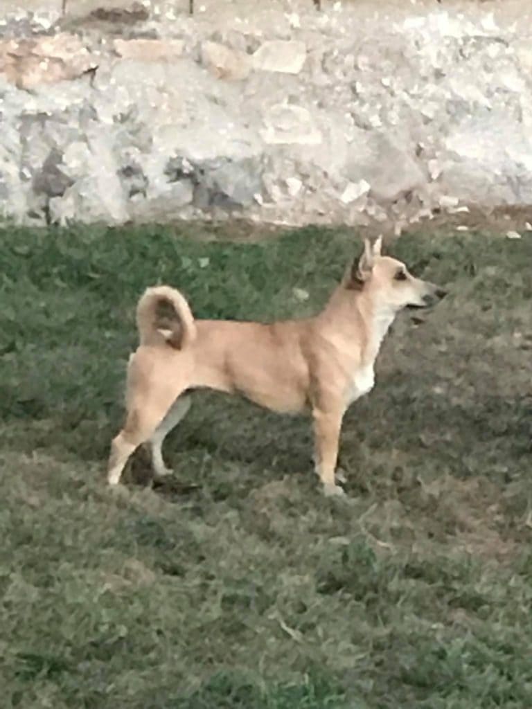 TURKISH DOG BREEDS - PALI