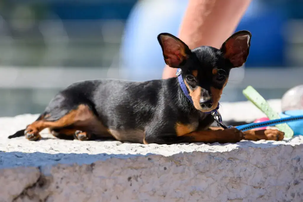 CZECH DOG BREEDS - PRAGUE RATTER