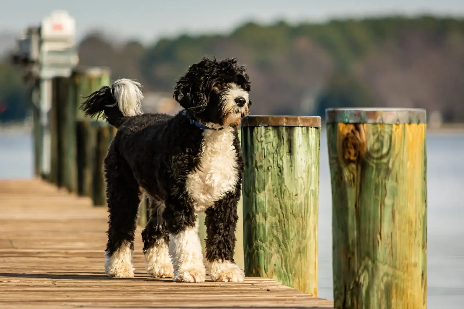 Biggest Dog Breeds - PORTUGUESE WATER DOG