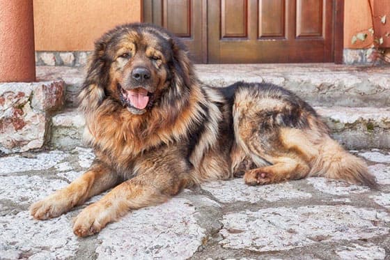 TURKISH DOG BREEDS - RIZE KOYUN