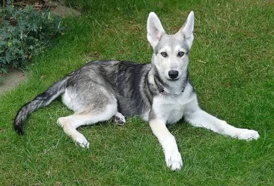 Biggest Dog Breeds - SAARLOOS WOLFDOG