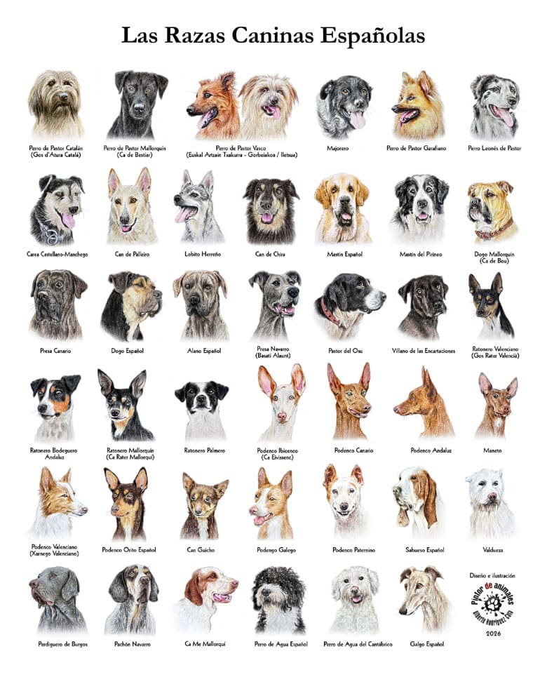 PRESS TO SEE IN FULL SIZE - SPANISH DOG BREEDS PHOTOS