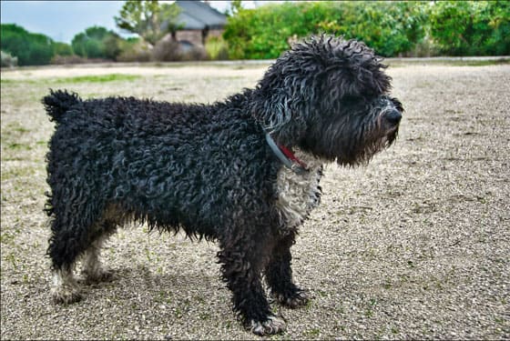 SPANISH DOG BREEDS - SPANISH WATER DOG