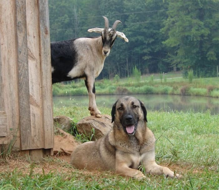 TURKISH DOG BREEDS - BOZ SHEPHERD
