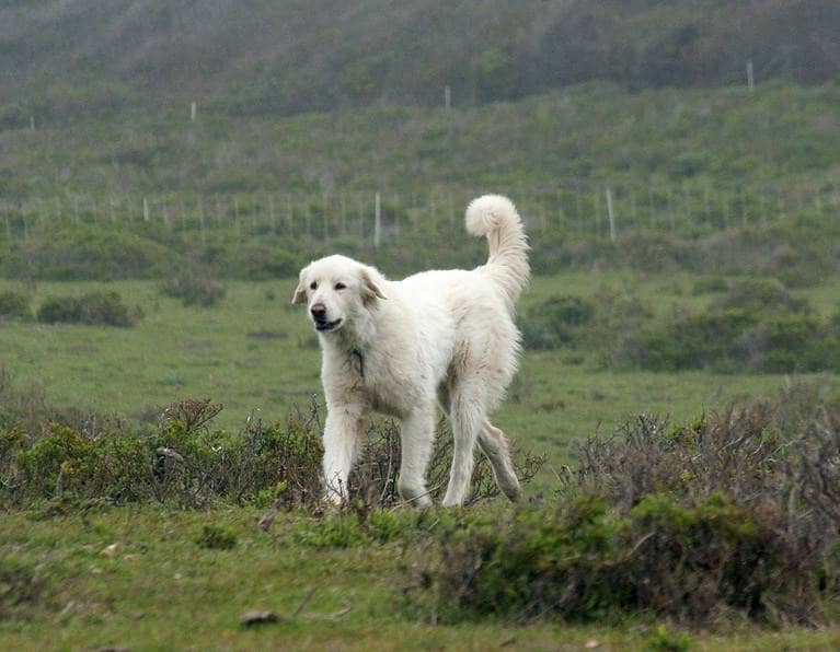 Biggest Dog Breeds - AKBASH