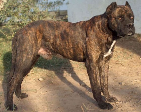 SPANISH DOG BREEDS - ALANO ESPANOL
