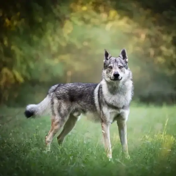 CZECH DOG BREEDS - CZECHOSLOVAKIAN WOLFDOG