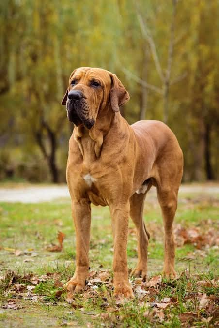 Biggest Dog Breeds - FILA BRASILEIRO