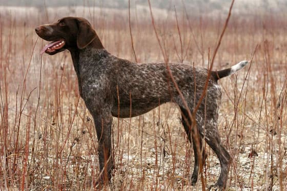 Biggest Dog Breeds - GERMAN SHORTHAIRED POINTER