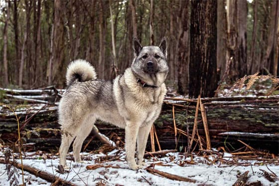 Biggest Dog Breeds - NORWEGIAN ELKHOUND