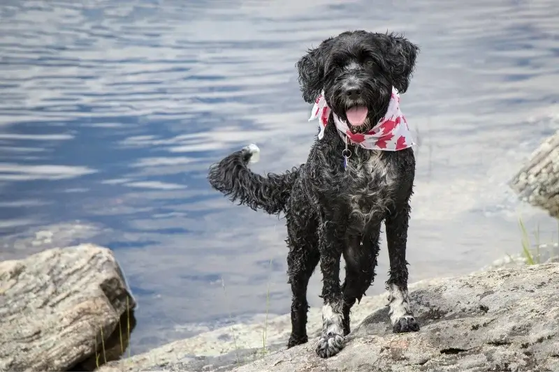 PORTUGUESE DOG BREEDS