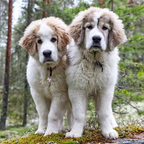 SPANISH DOG BREEDS - PYRENEAN MASTIFF
