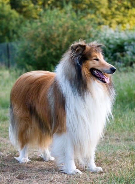 Biggest Dog Breeds - COLLIE