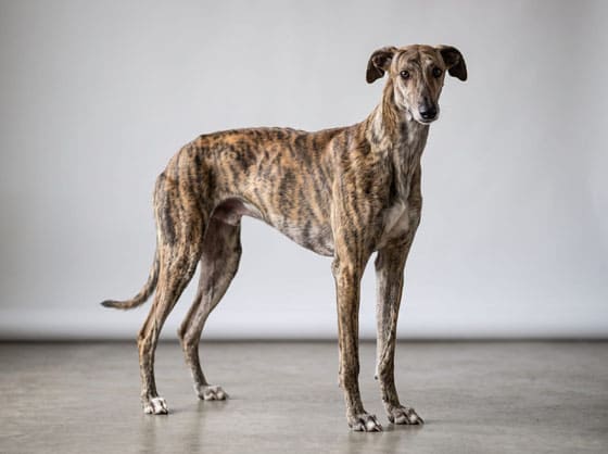 Biggest Dog Breeds - SPANISH GREYHOUND