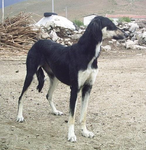 TURKISH DOG BREEDS - TURKMEN TAZI