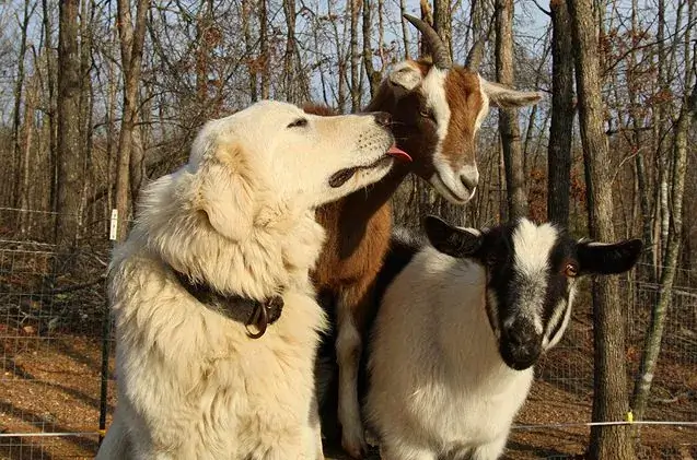 TURKISH DOG BREEDS