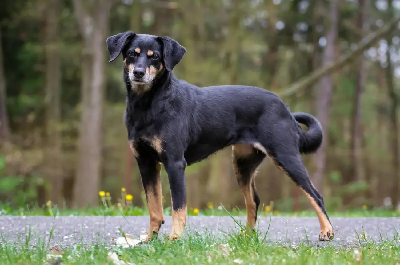 AUSTRIAN DOG BREEDS - AUSTRIAN PINSCHER