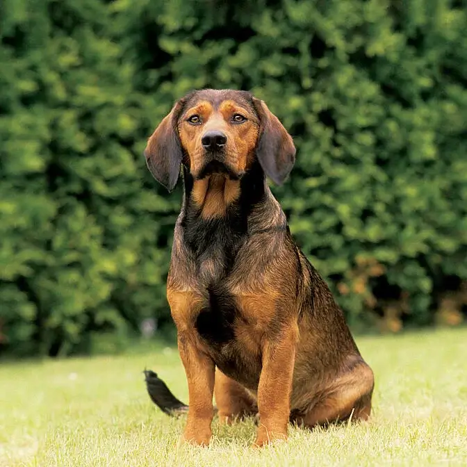 AUSTRIAN DOG BREEDS - ALPINE DACHSBRACKE