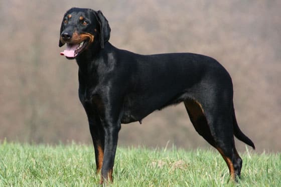 AUSTRIAN DOG BREEDS - BRANDLBRACKE