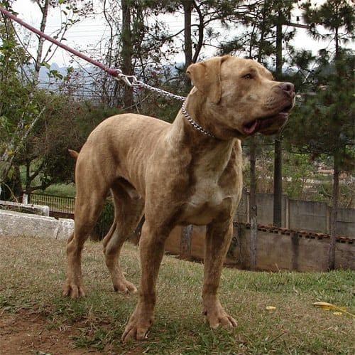BRAZILIAN DOG BREEDS - BRAZILIAN BULLMASTIFF