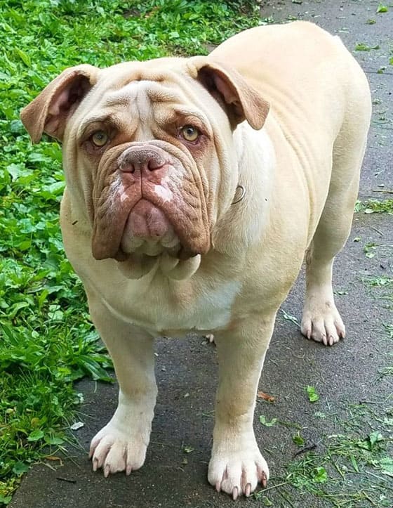 BRAZILIAN DOG BREEDS - BULLBRAS