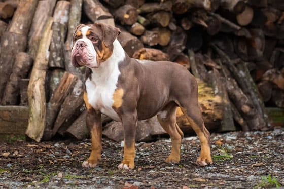 BRAZILIAN DOG BREEDS - CAMPEIRO BULLDOG
