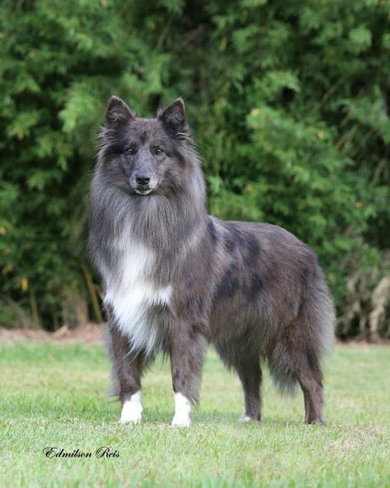 BRAZILIAN DOG BREEDS - GAUCHO SHEEPDOG
