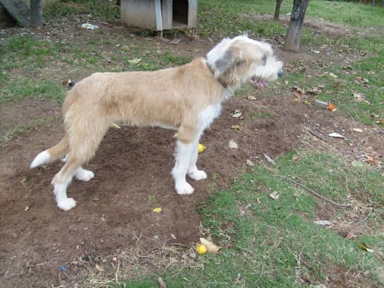BRAZILIAN DOG BREEDS - GRIFFON BARBUDO