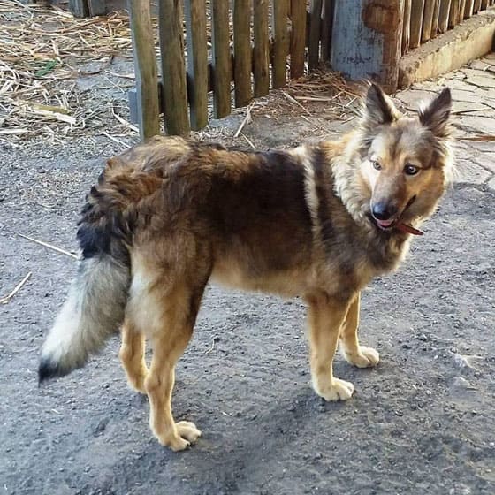 BRAZILIAN DOG BREEDS - MANTIQUEIRA SHEPHERD