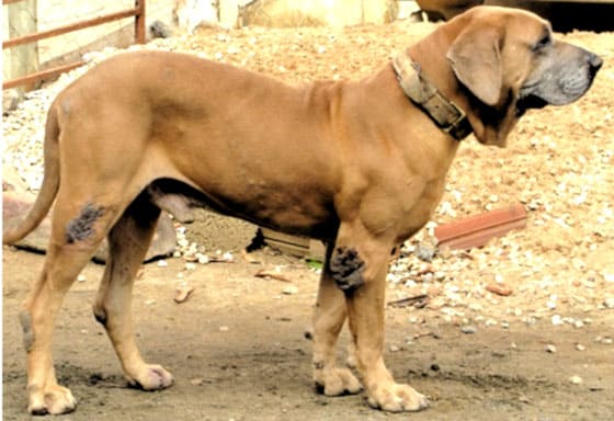 BRAZILIAN DOG BREEDS - ORIGINAL FILA BRASILEIRO