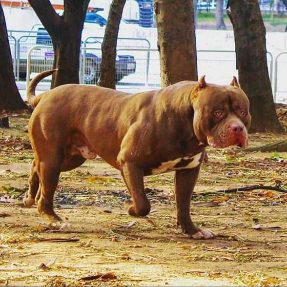 BRAZILIAN DOG BREEDS - PIT MONSTER