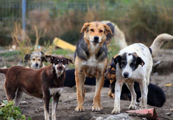 ROMANIAN DOG BREEDS - 