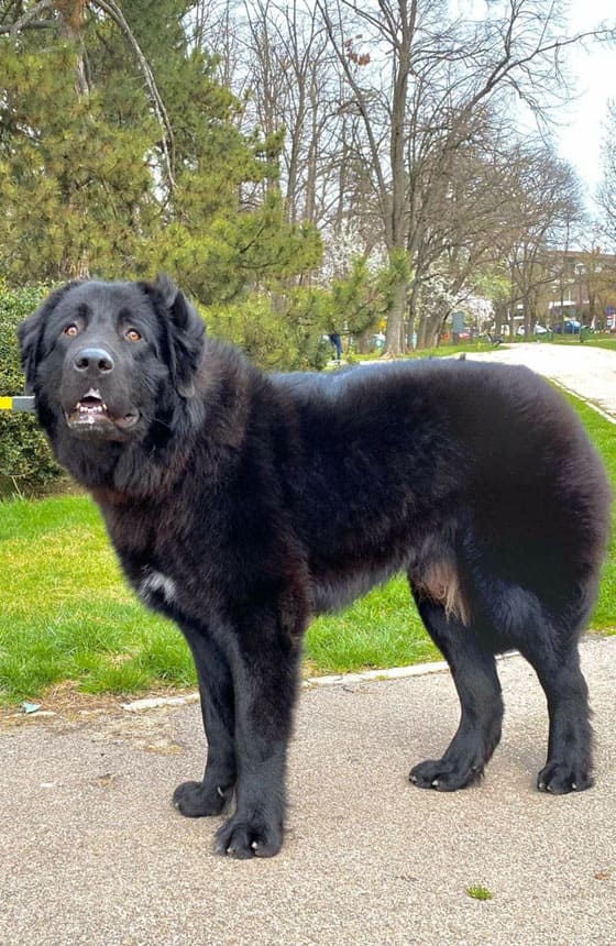 ROMANIAN DOG BREEDS - ROMANIAN RAVEN SHEPHERD DOG