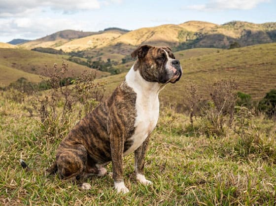 BRAZILIAN DOG BREEDS - SERRANO BULLDOG