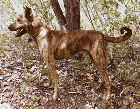 BRAZILIAN DOG BREEDS - BOCA-PRETA SERTANEJO