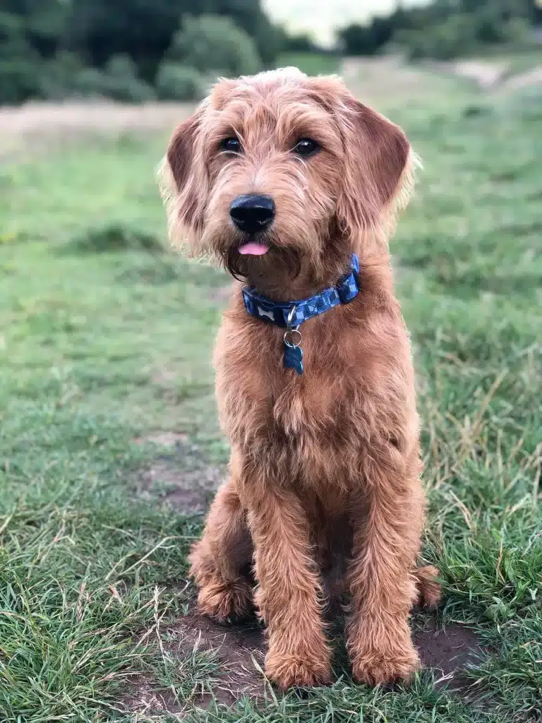 AUSTRIAN DOG BREEDS - STYRIAN COARSE-HAIRED HOUND