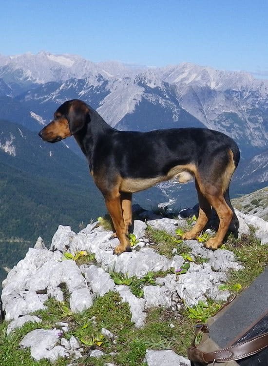 AUSTRIAN DOG BREEDS - TYROLEAN HOUND