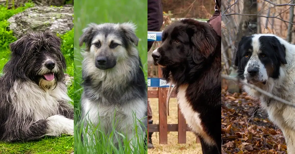 ROMANIAN DOG BREEDS