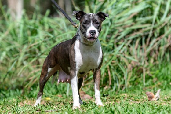 BRAZILIAN DOG BREEDS - BRAZILIAN DOGO