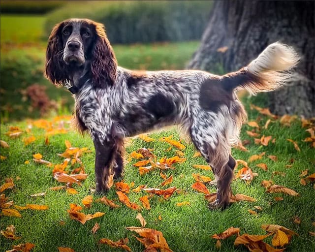 POLISH DOG BREEDS